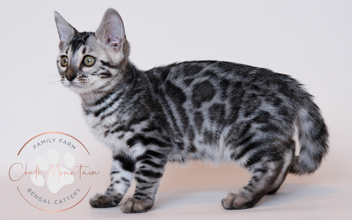 silver bengals for sale near me in texas dallas and austin area
